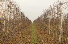 Parch jabłoni wymaga czujności