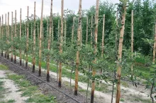 Konstrukcje, rusztowania i sieci antygradowe w uprawach sadowniczych