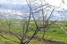 Martwa wiśnia w tle drzewa rozpoczynające wegetację