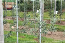 Drzewka odmiany ‘Camspur‘ na ‘M.26‘ posadzone wiosną 2015 r