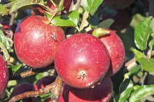 Ranking problemów sadowniczych