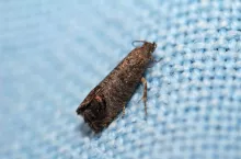 Owocówka jabłkóweczka