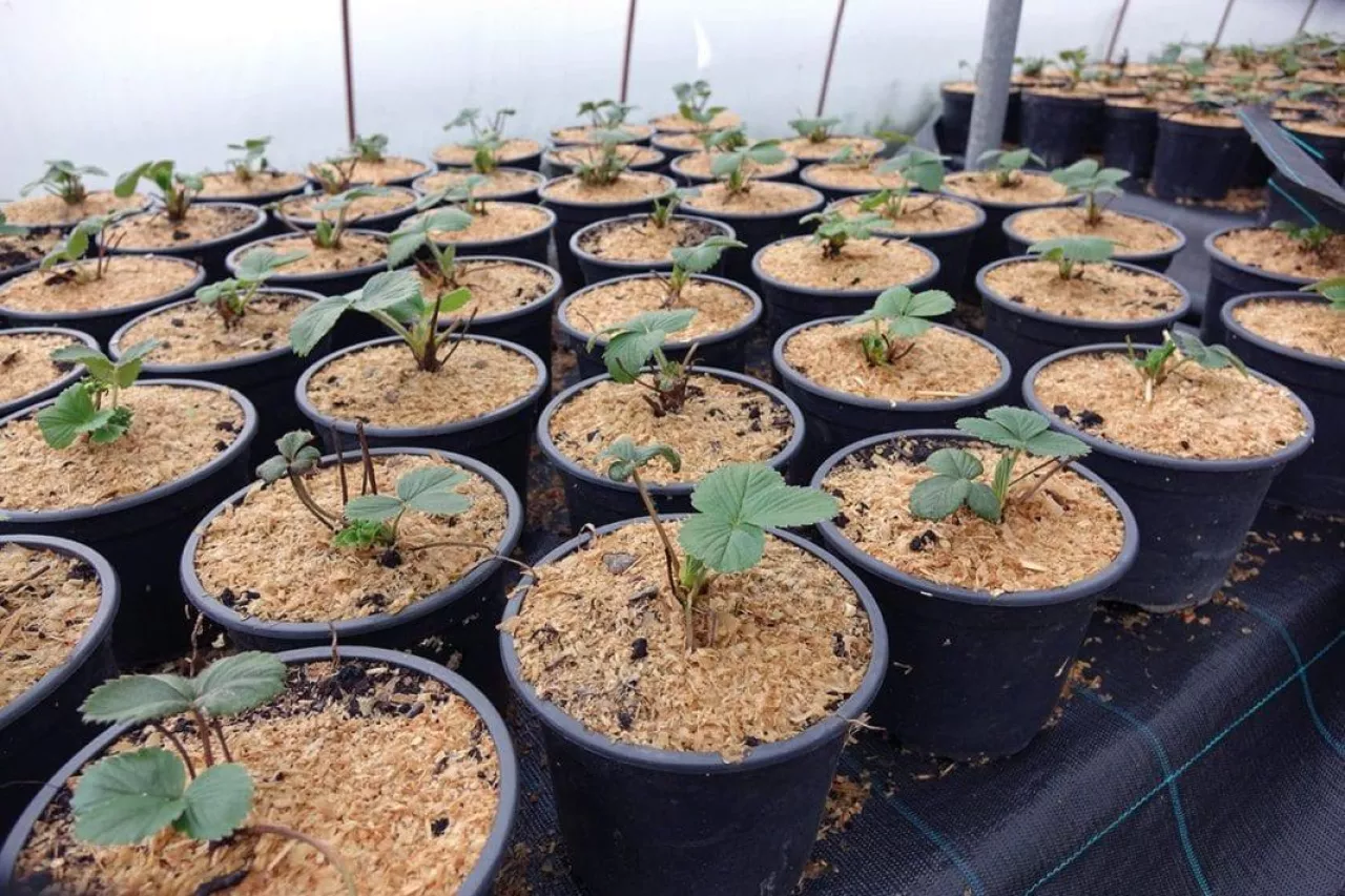 Nie tylko dawka nawozu jest ważna