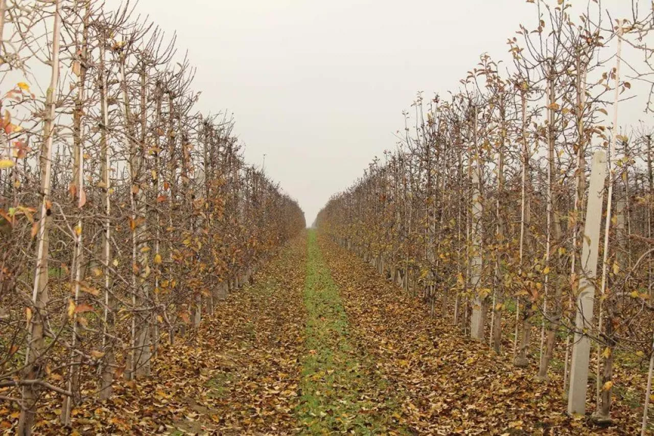Parch jabłoni wymaga czujności