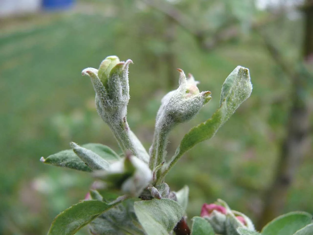 Jak nie parch to mączniak