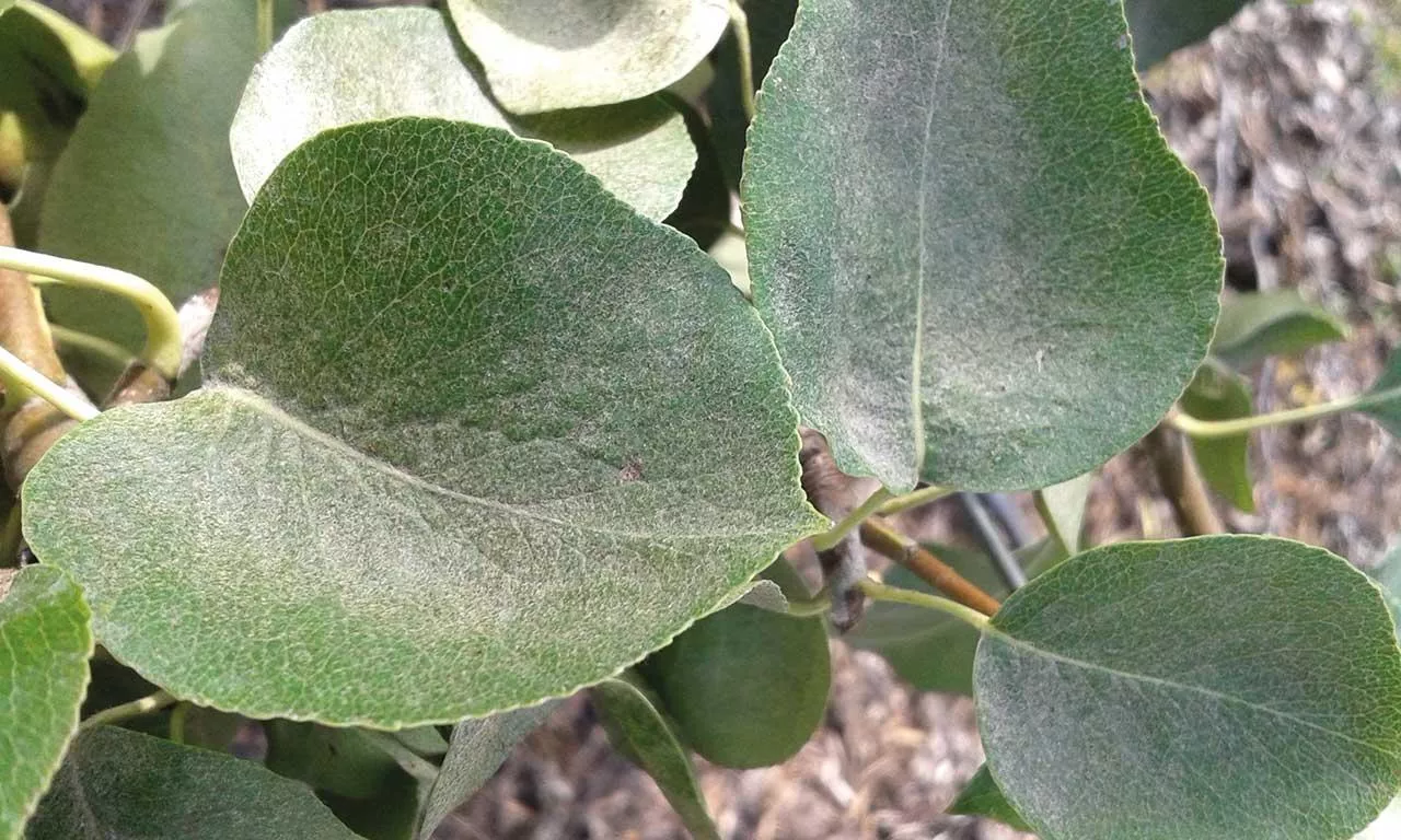 Pamiętajmy o przędziorkach wiosną