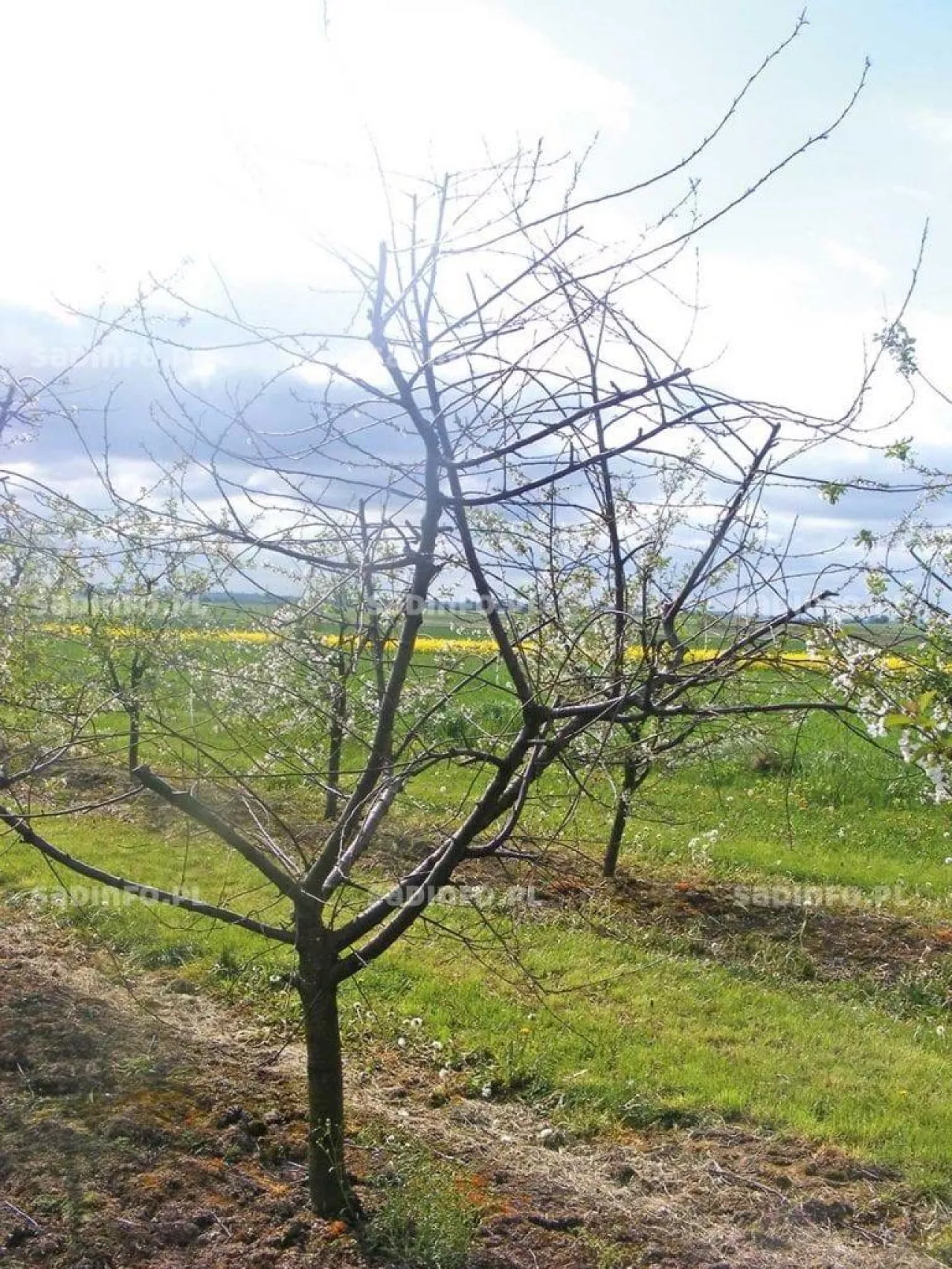 Martwa wiśnia w tle drzewa rozpoczynające wegetację