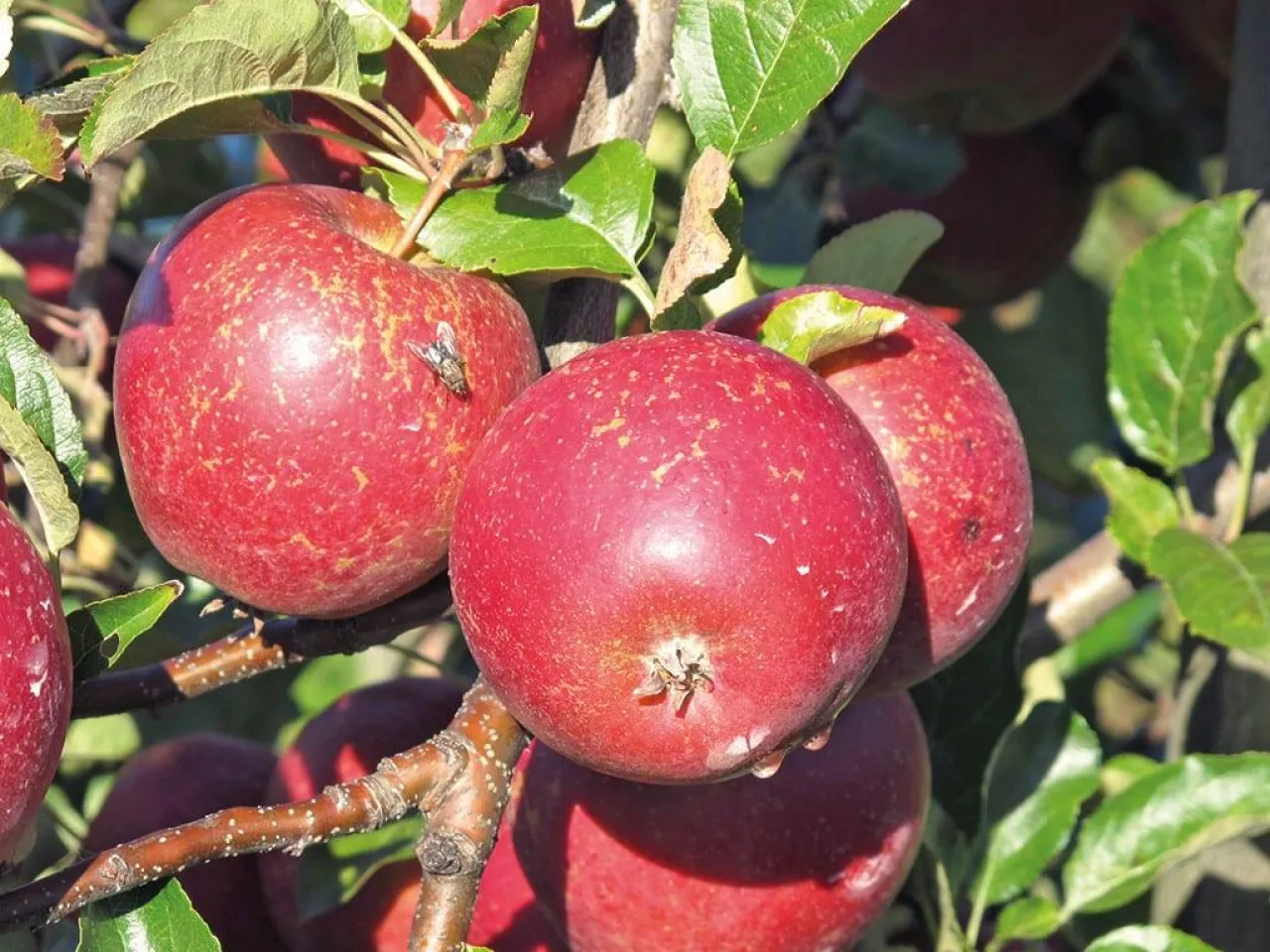 Ranking problemów sadowniczych