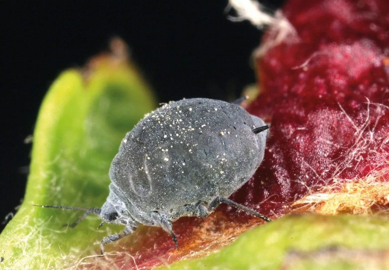 Występowawnie i zwalczanie mszyc w sadach jabłoniowych