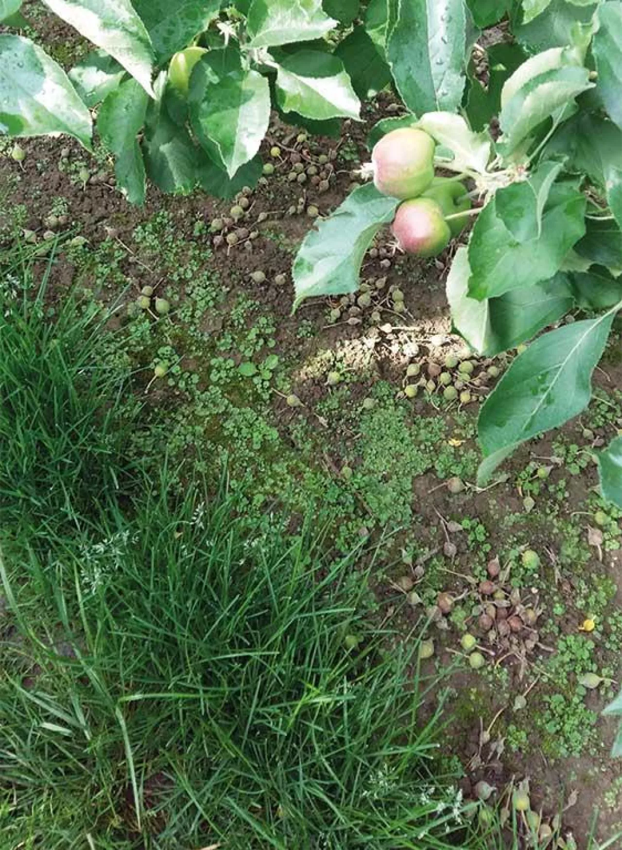 Przerzedzanie chemiczne jabłoni