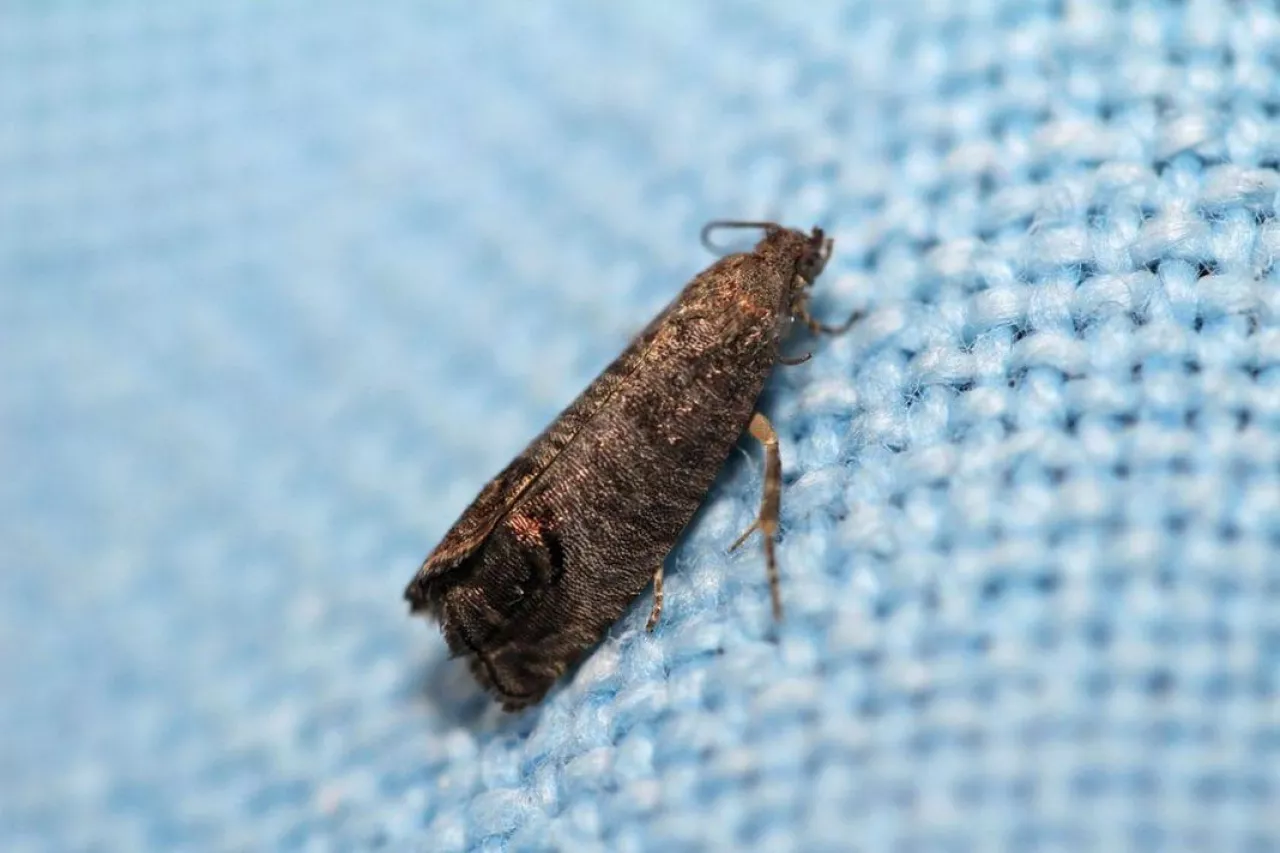 Owocówka jabłkóweczka