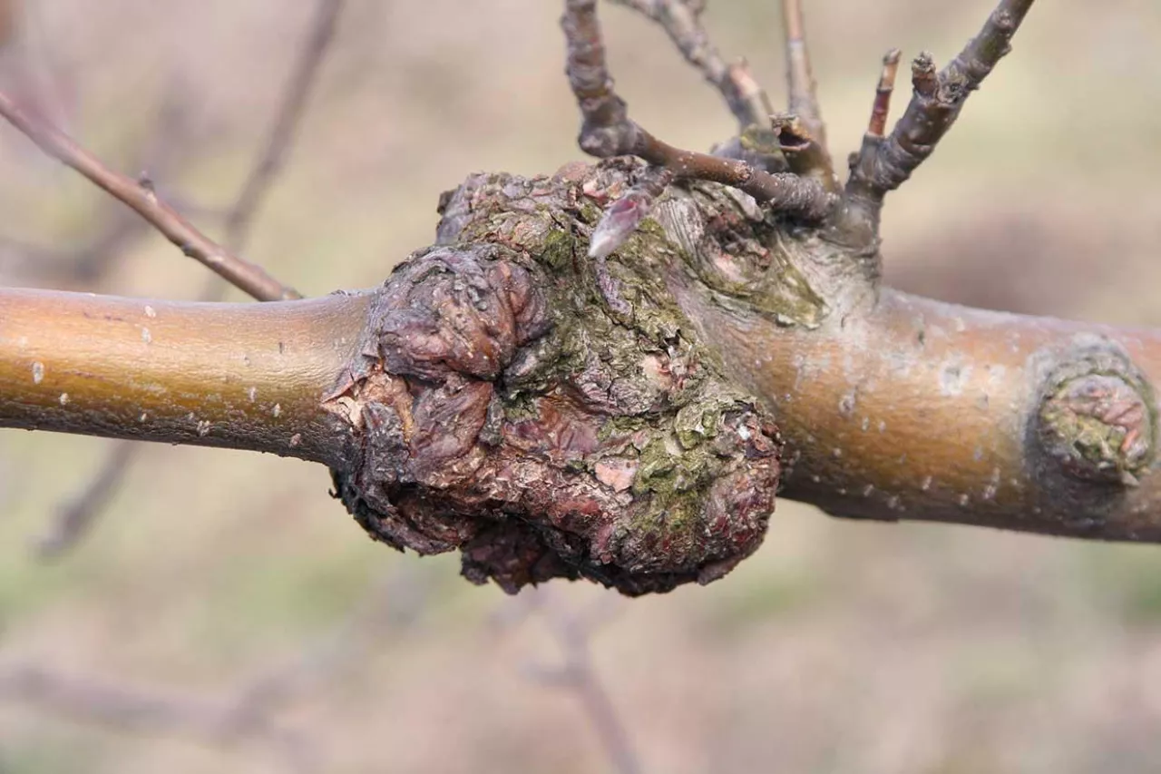 A może ochrona zimą?