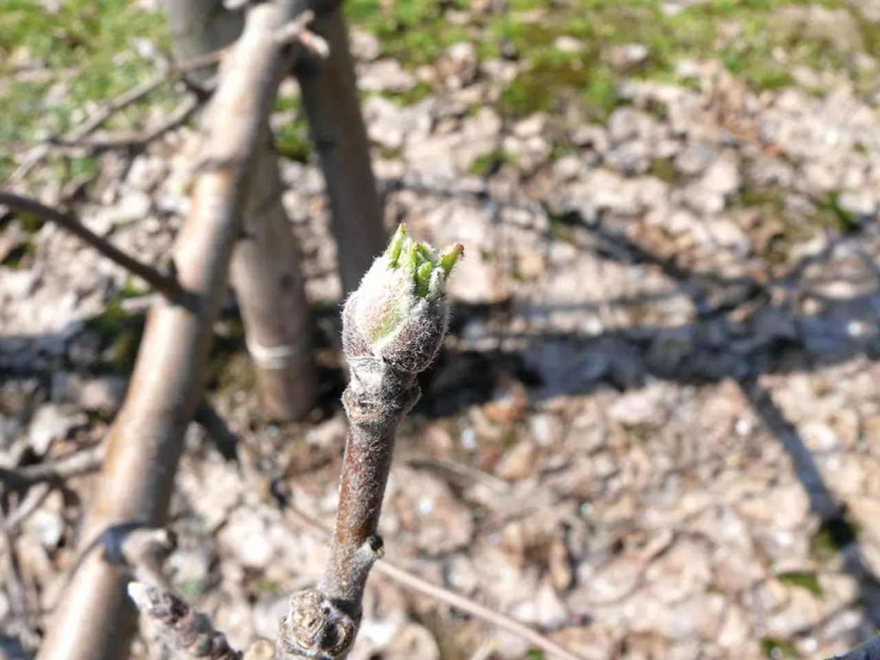 Parch jabłoni na początku wegetacji