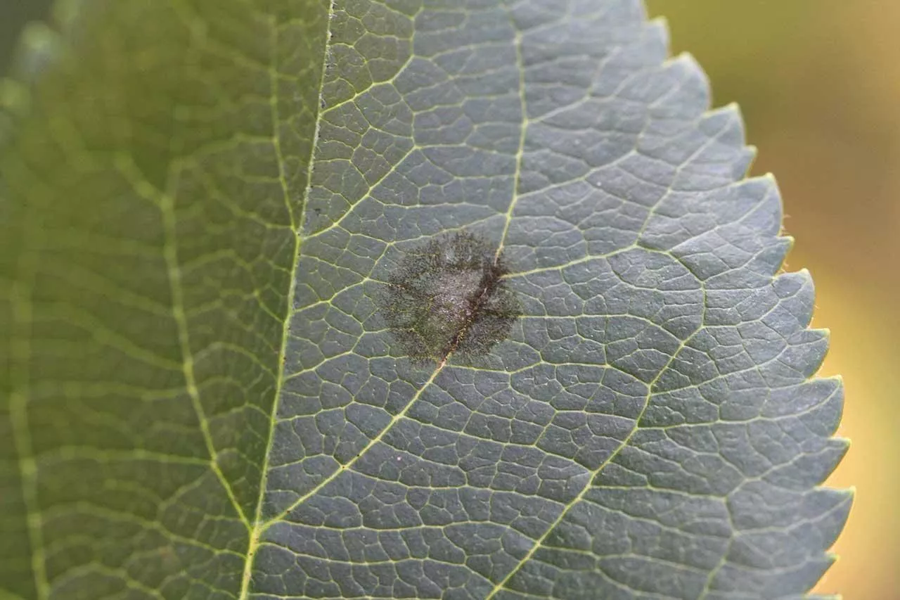 Parch jabłoni na Kujawach