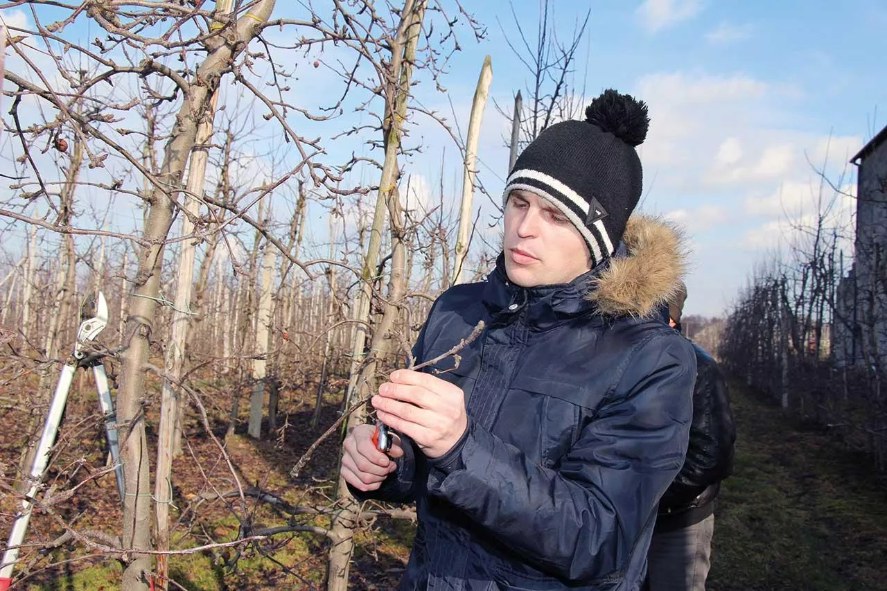 W sadzie produkcyjnym zimą