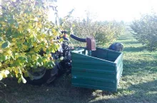 Mechaniczny zbiór owoców leszczyny