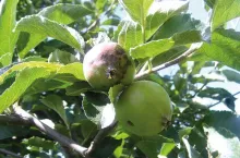 Zwalczanie chorób przechowalniczych jabłek