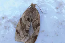 Zwójkówki w pełni sezonu