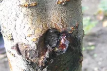 Ochrona drzew owocowych jesienią