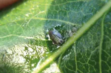 Szkodniki o kłująco-ssącym aparacie gębowym