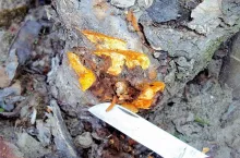 Zwójka koróweczka czy przeziernik jabłoniowy