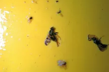 Nasionnice - problemy w ich zwalczaniu