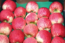 W dąbrowickim sadzie