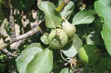 Zwalczanie przędziorków i szpecieli w integrowanej ochronie