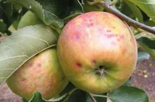 Co zagraża jabłkom podczas przechowywania