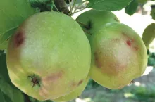 Problemy z utrzymaniem jakości przechowywanych owoców