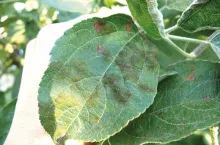 Teoria i praktyka w ochronie sadów jabłoniowych