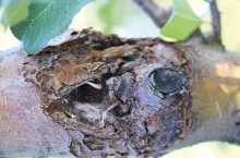 Zagrożenie dla drzew owocowych