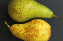 Barwa gruszek przechowywanych w temperaturze –05°C i 3°C