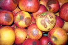 Gorzka zgnilizna jabłek