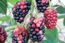 Roztocze (cz. II). Szkodniki krzewów owocowych i truskawek