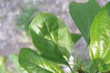 Roztocze (cz. I). Szkodniki drzew owocowych