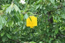 Monitorowanie szkodników