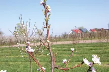 Znaczenie cięcia brzoskwiń i moreli dla jakości owoców