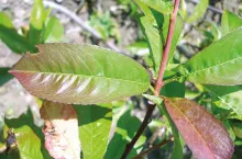 Nawożenie brzoskwini i moreli
