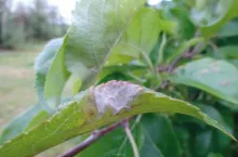 Różne fazy porażenia liści mączniakiem jabłoni