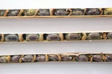 Zdrowe kokony murarki trzcinowej w gniazdach