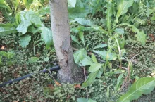 Objawy zgnilizny pierścieniowej podstawy pnia na jabłoni