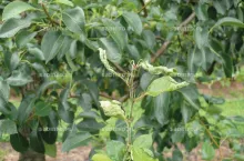 Objaw żerowania pryszczarka na gruszy