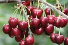 ‘Kordia‘ – najbardziej znana czereśnia z Holovousów otrzymana w 1968 r