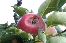 Miękka zgnilizna przykielichowa pojawiająca się w czasie wilgotnej i ciepłej pogody