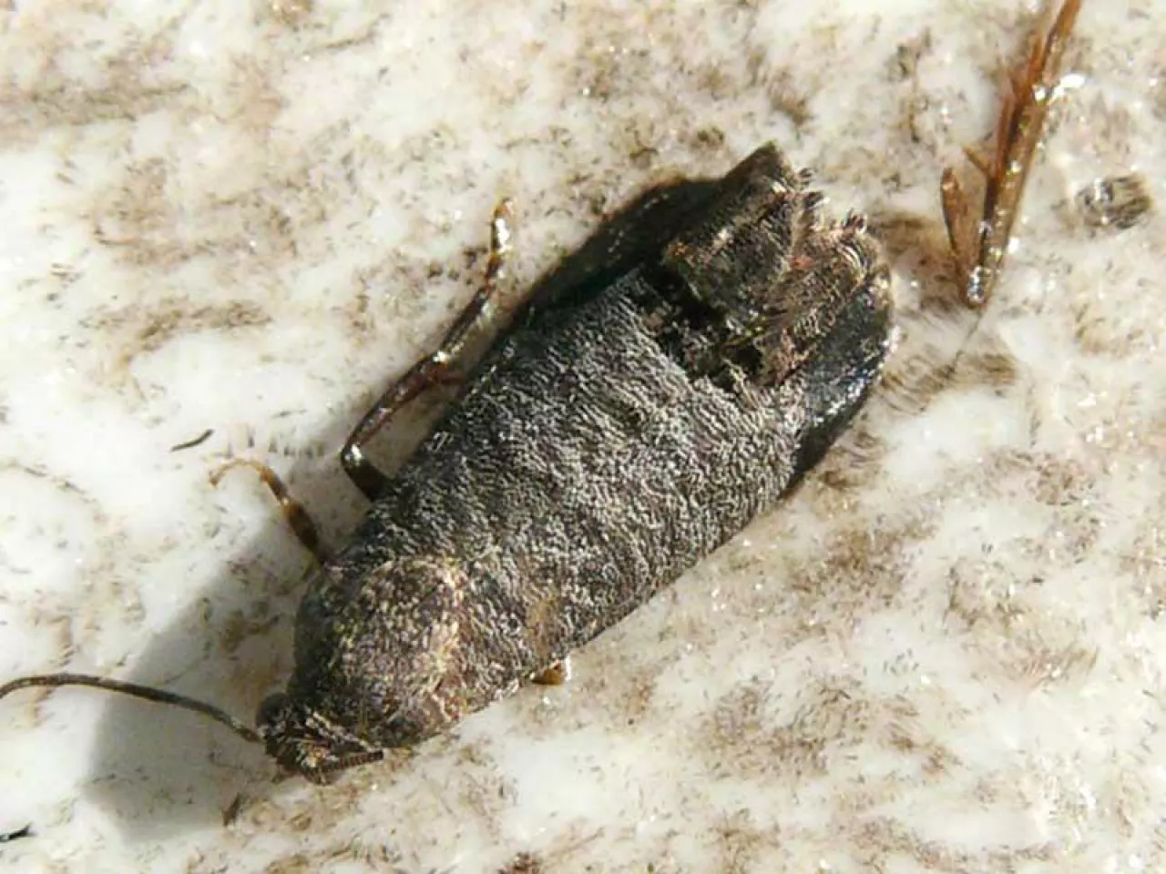 Zwalczanie owocówek latem