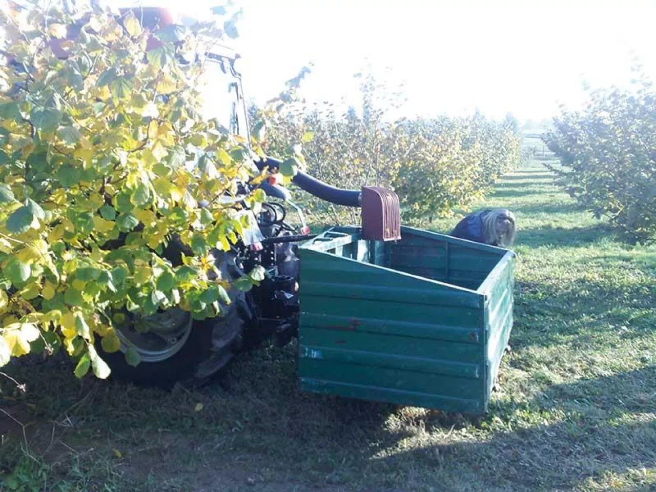 Mechaniczny zbiór owoców leszczyny