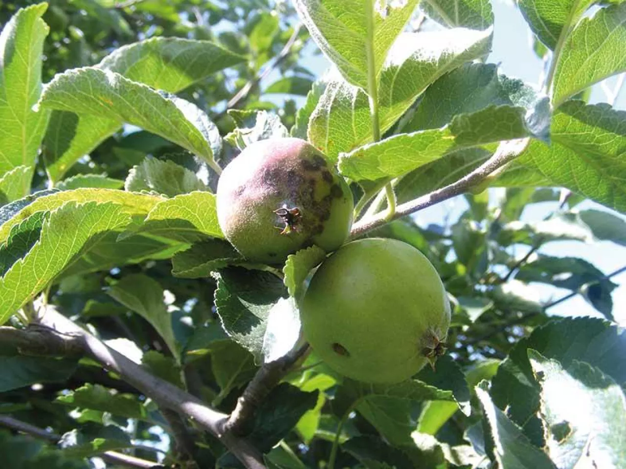 Zwalczanie chorób przechowalniczych jabłek