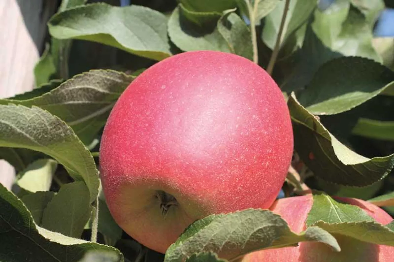 Wspomóc wybarwienie owoców