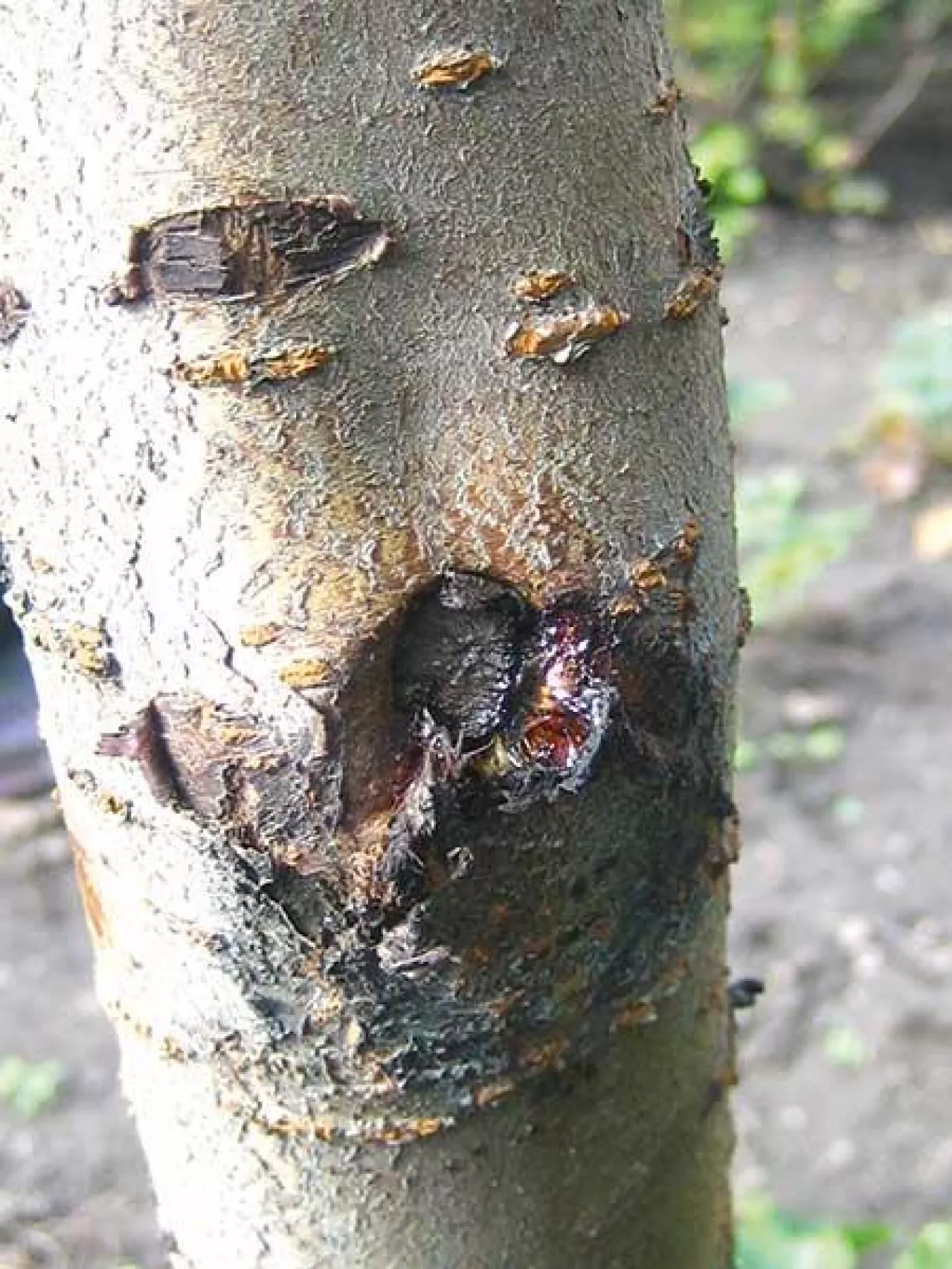 Ochrona drzew owocowych jesienią